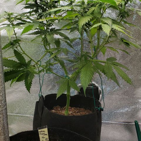 Bubbletwin Candy growlog timeline photo