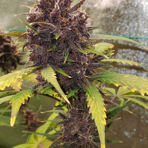 Little L growlog timeline photo