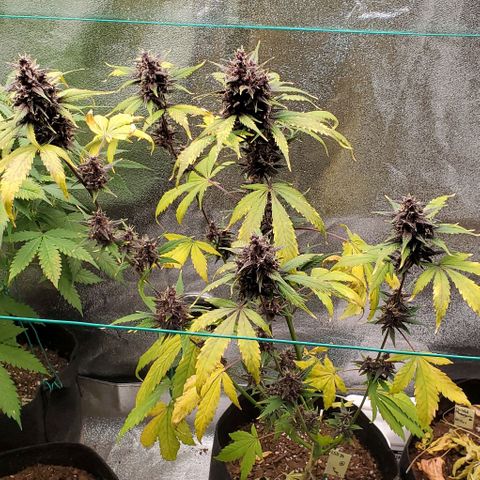 Little L growlog timeline photo