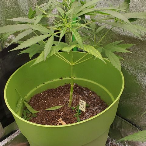 Starla growlog timeline photo