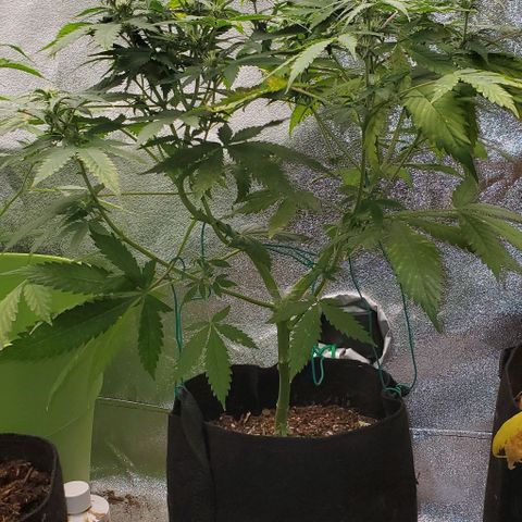 Bubbletwin Candy growlog timeline photo