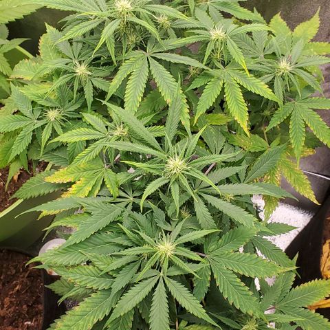 Bubbletwin Candy growlog timeline photo