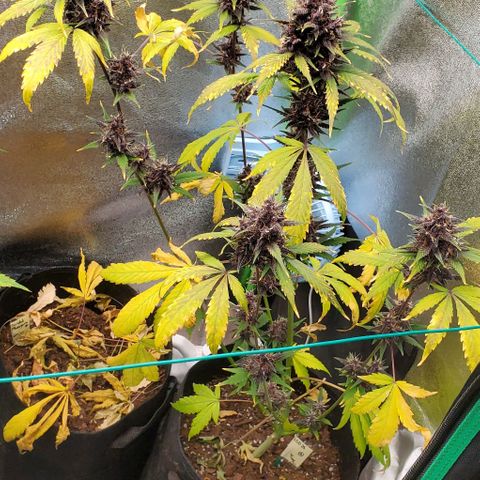 Little L growlog timeline photo
