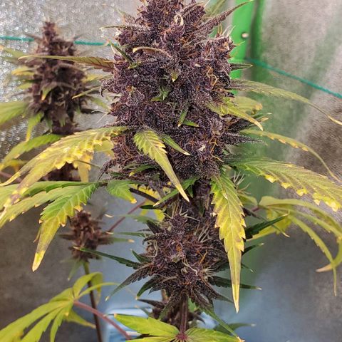Little L growlog timeline photo