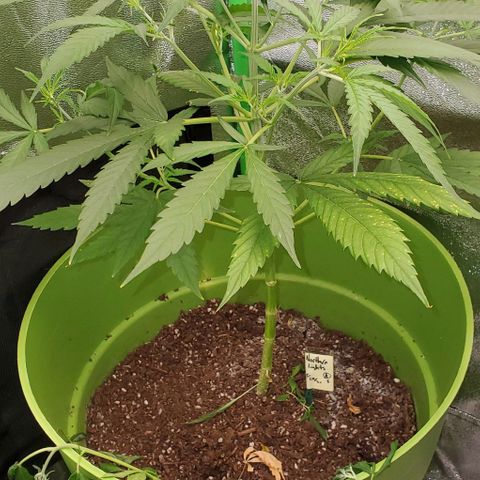 Starla growlog timeline photo