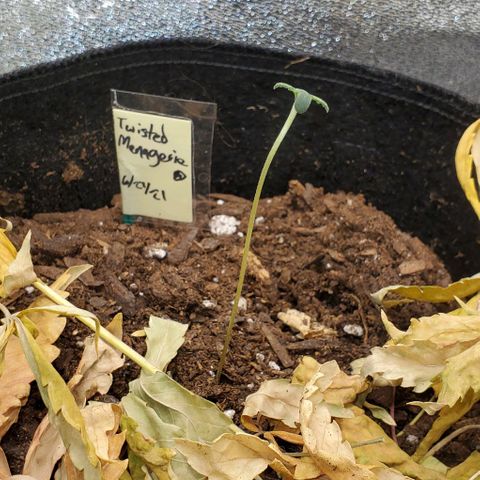Corkscrew growlog timeline photo