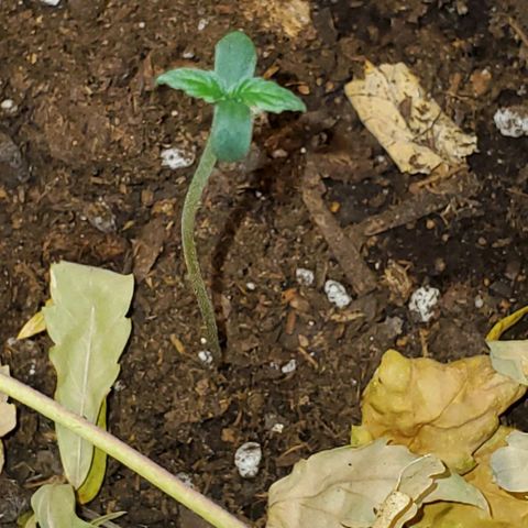 Corkscrew growlog timeline photo