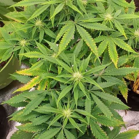 Bubbletwin Candy growlog timeline photo