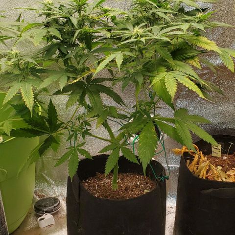 Bubbletwin Candy growlog timeline photo