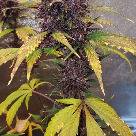 Little L growlog timeline photo