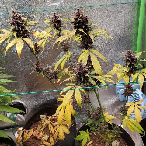 Little L growlog timeline photo