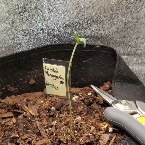 Corkscrew growlog timeline photo