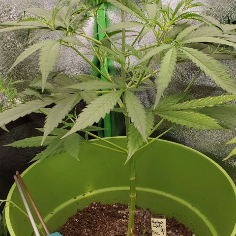 Starla growlog timeline photo