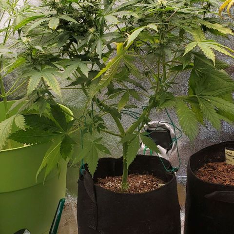 Bubbletwin Candy growlog timeline photo