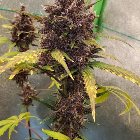 Little L growlog timeline photo