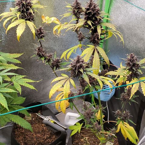 Little L growlog timeline photo
