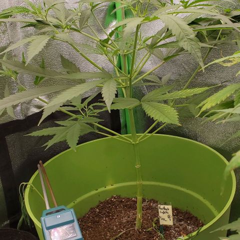 Starla growlog timeline photo