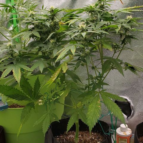 Bubbletwin Candy growlog timeline photo