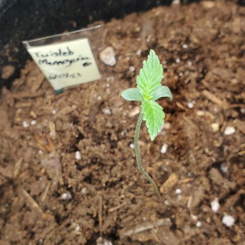 Corkscrew growlog photo: Growing real tall