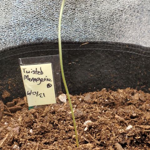Corkscrew growlog photo: Growing real tall