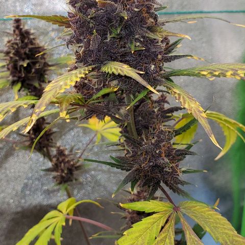 Little L growlog timeline photo