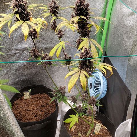 Little L growlog timeline photo