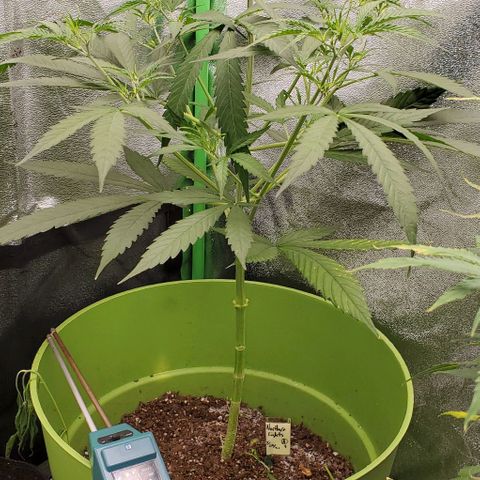 Starla growlog timeline photo