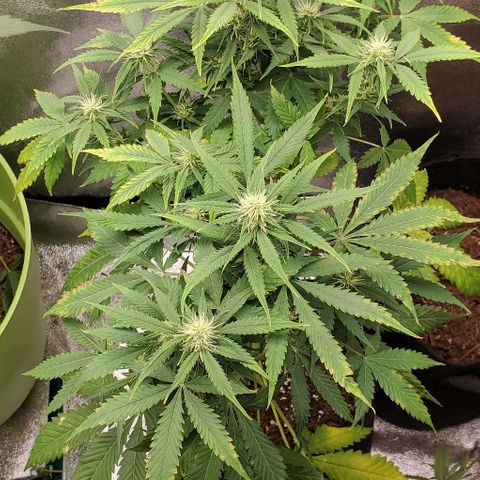 Bubbletwin Candy growlog timeline photo