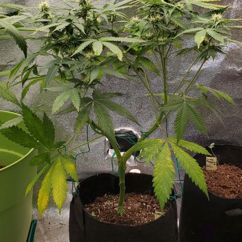 Bubbletwin Candy growlog timeline photo