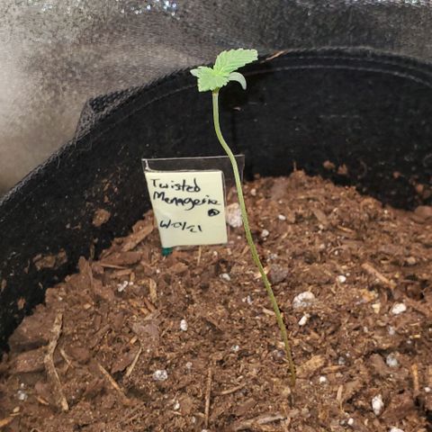 Corkscrew growlog timeline photo