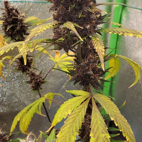 Little L growlog timeline photo