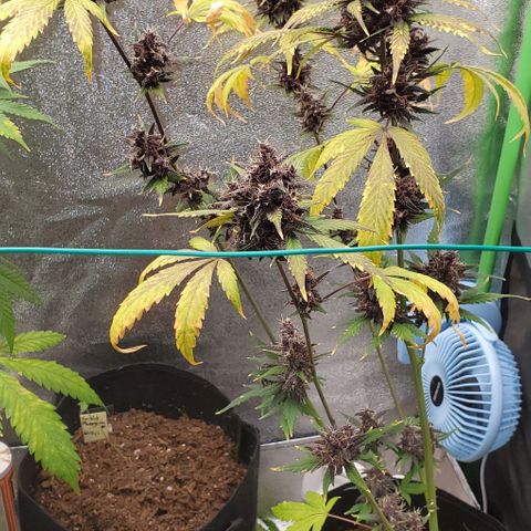 Little L growlog timeline photo