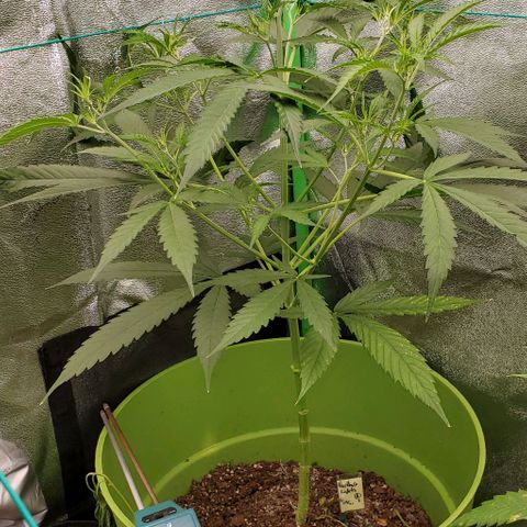 Starla growlog timeline photo