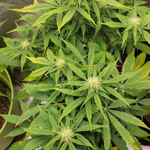 Bubbletwin Candy growlog timeline photo