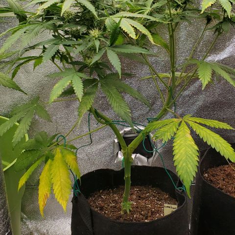 Bubbletwin Candy growlog timeline photo