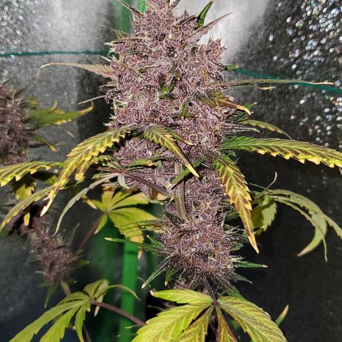 Little L growlog timeline photo