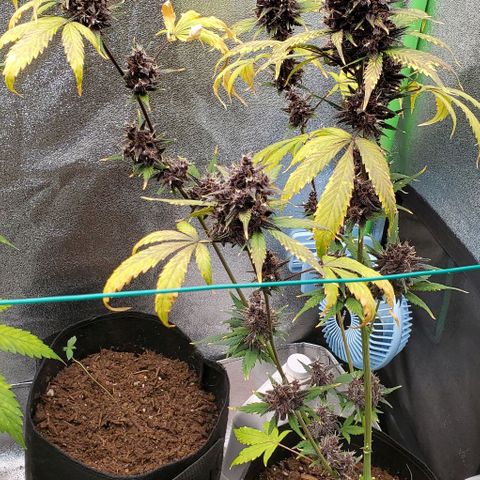 Little L growlog timeline photo