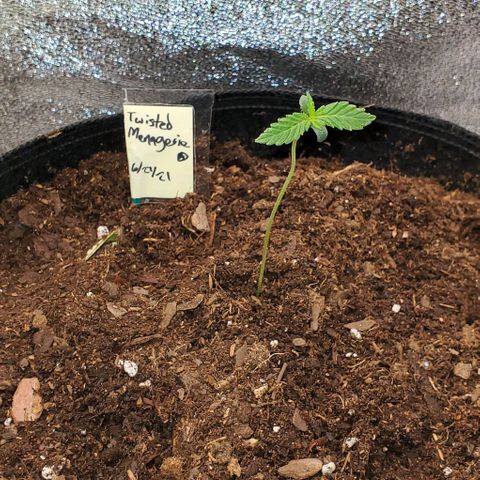 Corkscrew growlog photo: Added more soil 