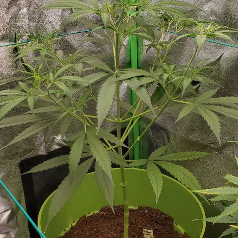 Starla growlog timeline photo