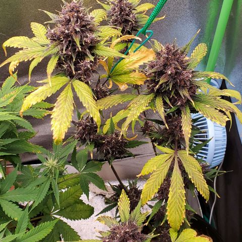 Little L growlog timeline photo