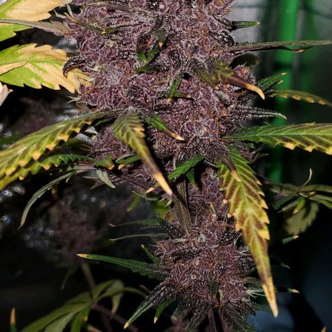 Little L growlog timeline photo