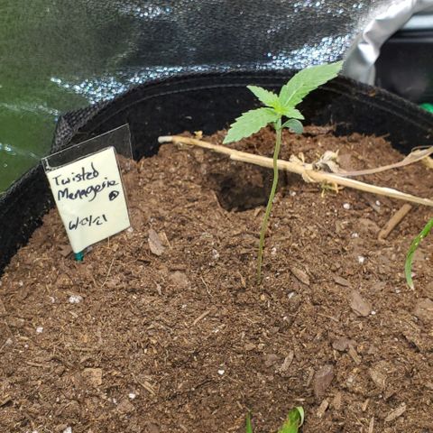 Corkscrew growlog timeline photo