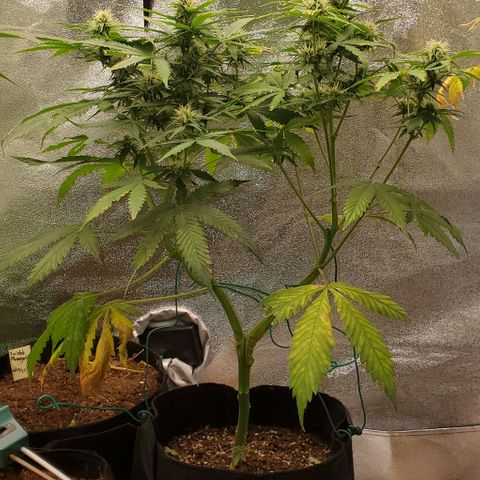 Bubbletwin Candy growlog timeline photo