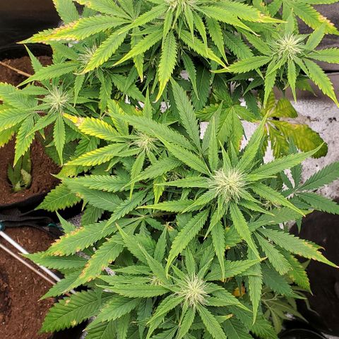 Bubbletwin Candy growlog timeline photo