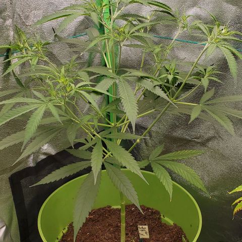 Starla growlog timeline photo
