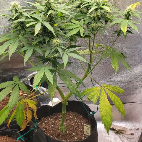 Bubbletwin Candy growlog timeline photo