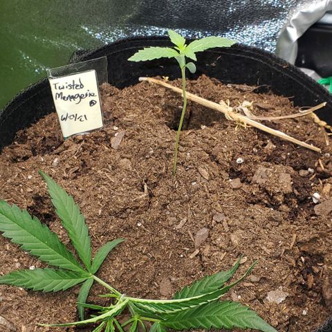 Corkscrew growlog timeline photo