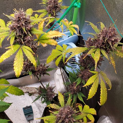 Little L growlog timeline photo