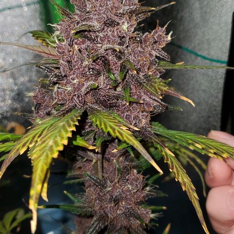 Little L growlog timeline photo