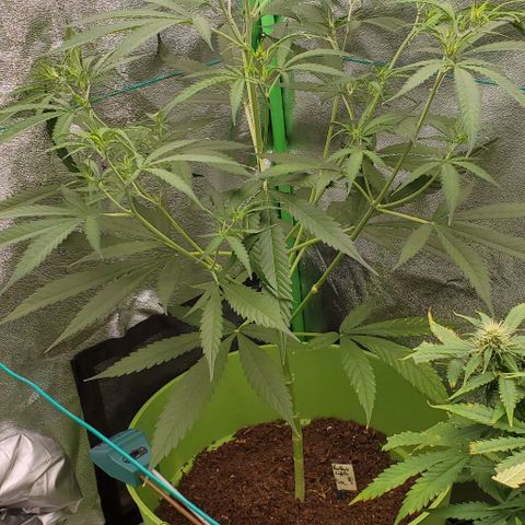 Starla growlog timeline photo
